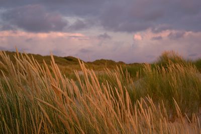 Scenic view of field against cloudy sky