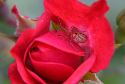 Close-up of pink flower