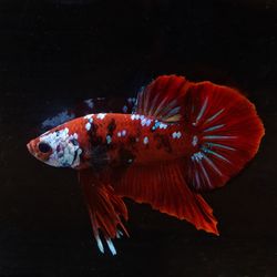 Close-up of fish swimming in sea