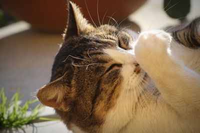 Close-up of a cat