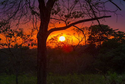 Silhouette trees against sky during sunset