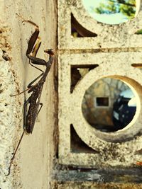 Close-up of lizard on door