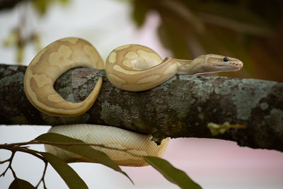 Close-up of snail