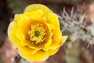 Close-up of yellow flower