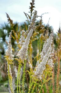 Close-up of plant growing on field