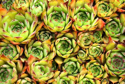 Full frame shot of houseleeks plants