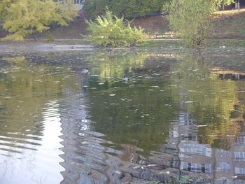 Reflection of trees in lake