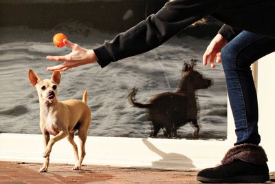 Midsection of woman playing ball and chihuahua in back yard