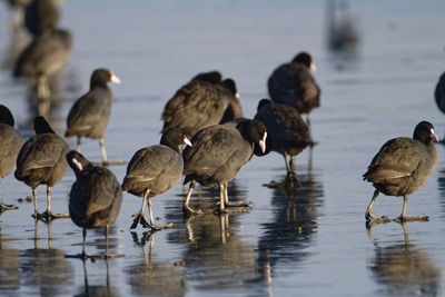 The eurasian coot on a frozen lake, soderica, croatia