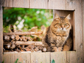 Portrait of cat on wood