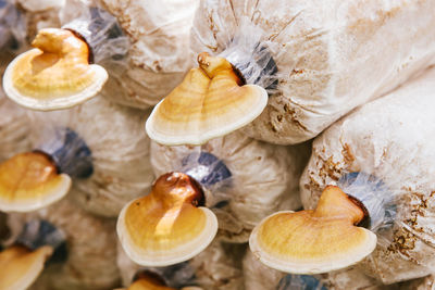 High angle view of mushrooms on wood