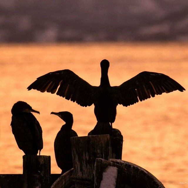 bird, sunset, animal themes, animals in the wild, wildlife, silhouette, orange color, one animal, focus on foreground, sky, nature, perching, spread wings, art and craft, outdoors, beauty in nature, pelican, sculpture, animal representation, two animals