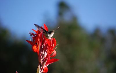 Close-up of red flowers