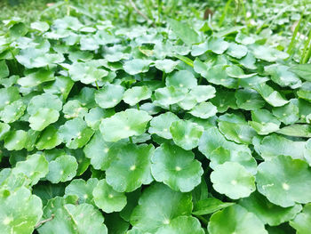 Full frame shot of water drops on leaves