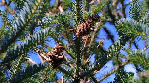 Close-up of pine cones on pine tree