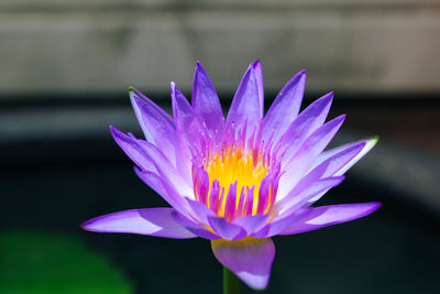 Close-up of lotus blooming outdoors