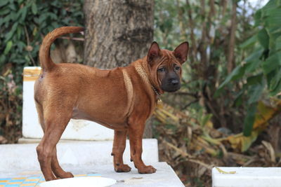 Portrait of dog standing by plants