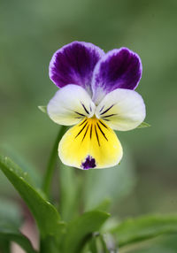 Close-up of purple flower