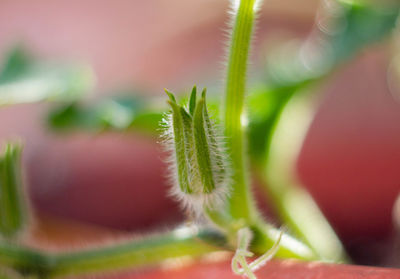 Close-up of potted plant