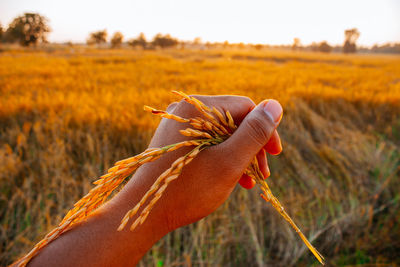 Close-up of hand holding plant on field