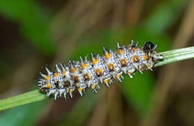 Closeup of caterpillar of melidaea didyma on a blade of grass