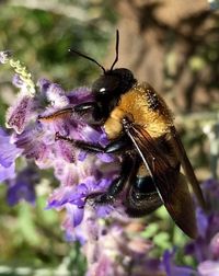 Close-up of bee on purple flower