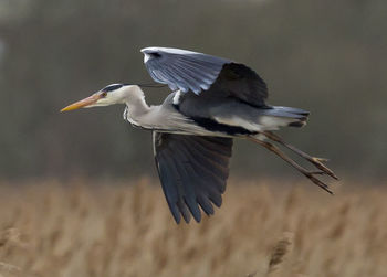 Heron in flight