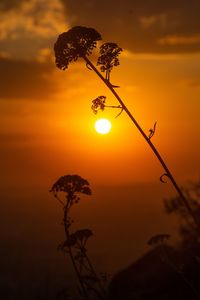 Low angle view of silhouette plant against sky during sunset