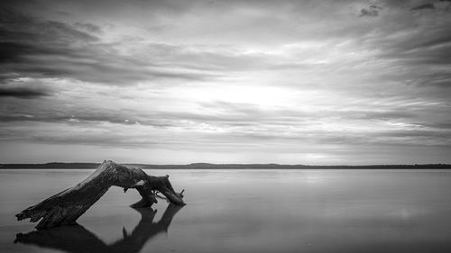 Driftwood on beach against sky