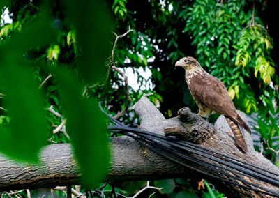 Low angle view of bird perching on tree