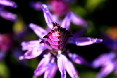 Close-up of insect on purple flower