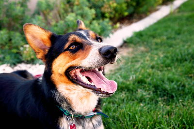 Close-up of dog sticking out tongue while resting on grassy field