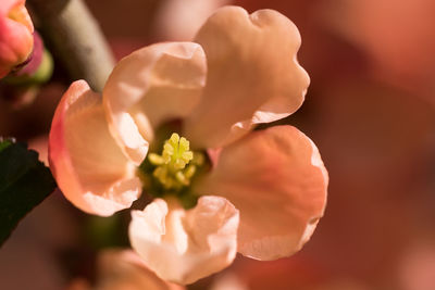 Close-up of white rose flower