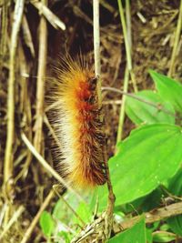 Close-up of insect on plant