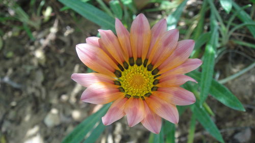 Close-up of flower blooming outdoors