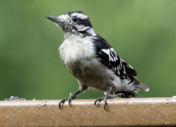 Close-up of bird perching on ground