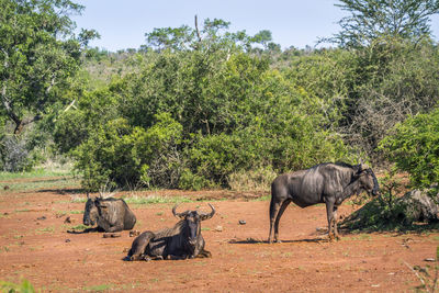 Wildebeests on land