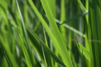 Close-up of green grass growing on field