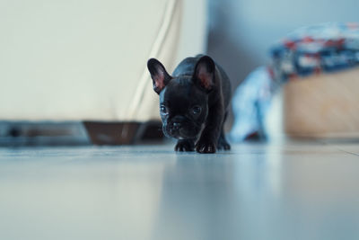 Low angle portrait of french bulldog puppy