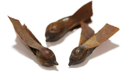 Close-up of dry leaves over white background