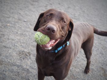 High angle view of dog looking away