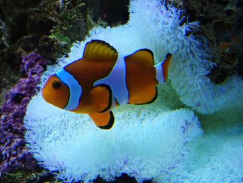 Close-up of fish in aquarium
