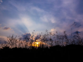 Silhouette plants against sky during sunset