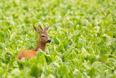 Deer standing on field amidst plants