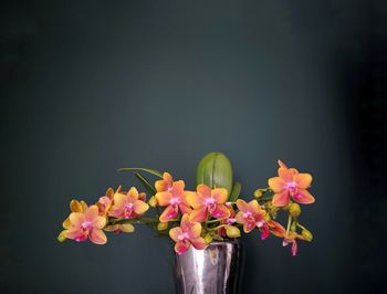 Close-up of flowers in vase against black background