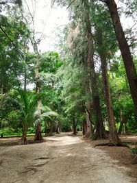 Trees in forest