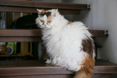 Portrait of white cat sitting on stairs at home