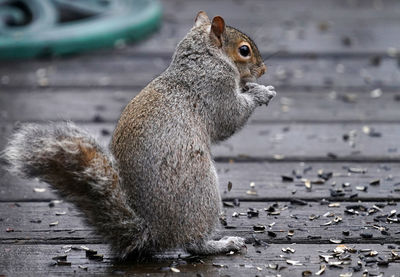 Squirrel stands up on the wet deck