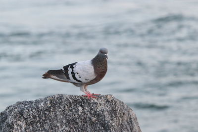 Close-up of pigeon perching on rock.