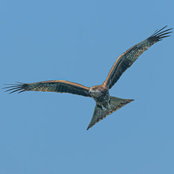 Low angle view of bird flying